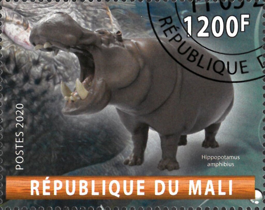 Hippopotamus Amphibius