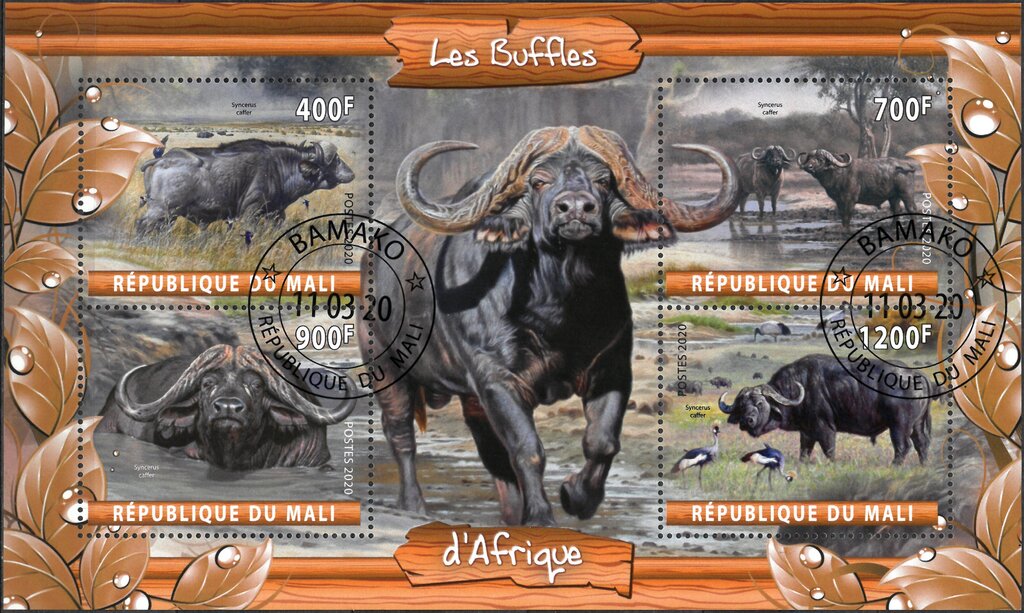 Les Buffles d'Afrique