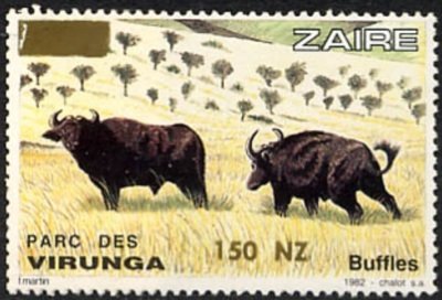 African Buffalo (Syncerus caffer)