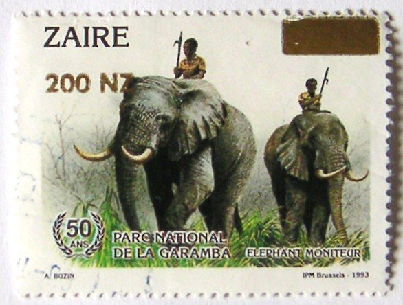 African Elephant (Loxodonta africana)