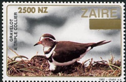 Three-banded Plover (Afroxyechus tricollaris)