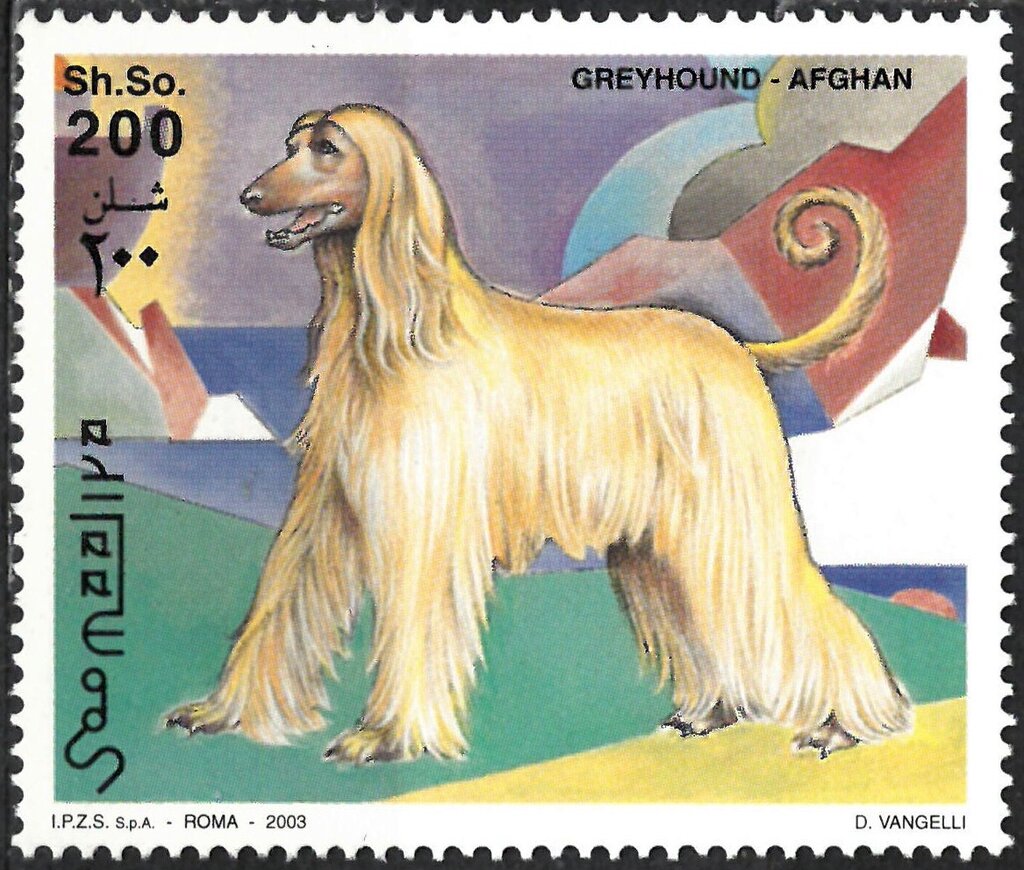 Greyhound - Afghan