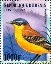 Western yellow wagtail (Motacilla flava)