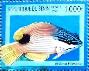 Aawa (Bodianus bilunulatus)