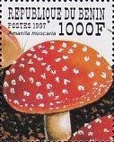 Amanita muscaria