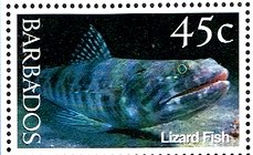 Variegated Lizardfish (Synodus variegatus)