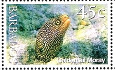 Goldentail Moray (Gymnothorax miliaris)