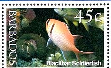 Blackbar Soldierfish (Myripristis jacobus)