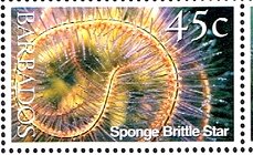 Sponge Brittle Star (Ophiothrix suensonii)