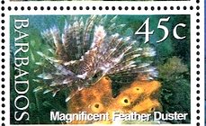 Magnificent Feather Duster (Sabellastarte magnifica) 