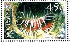 Stamp, File Shell (Lima sp.), Barbados,  