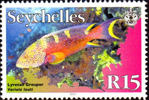 Yellow-edged Lyretail (Variola louti)