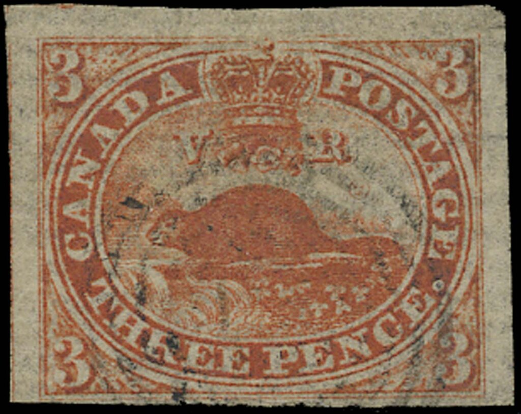 North American Beaver (Castor canadensis) - laid paper