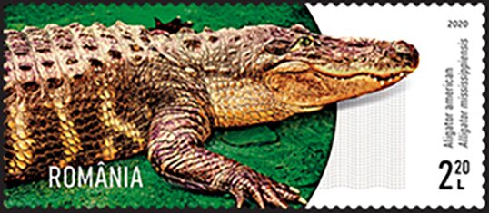 American Alligator (Alligator mississippiensis)