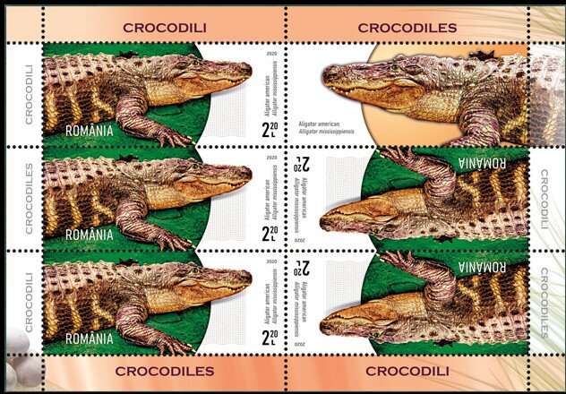 American Alligator (Alligator mississippiensis)