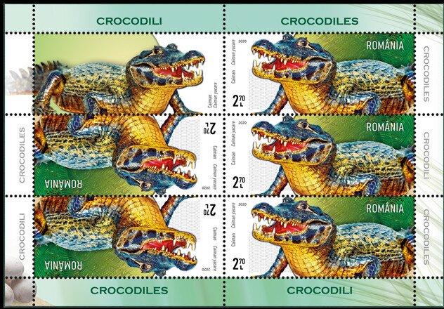 Yacare Caiman (Caiman yacare)