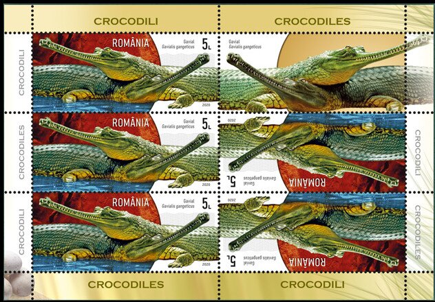 Gharial (Gavialis gangeticus)