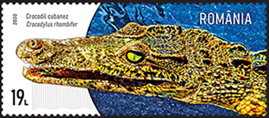 Cuban Crocodile (Crocodylus rhombifer)