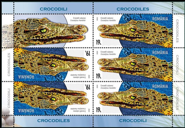 Cuban Crocodile (Crocodylus rhombifer)