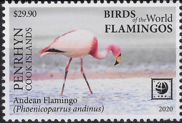 Andean Flamingo (Phoenicoparrus andinus)