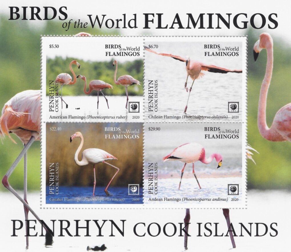 Flamingos