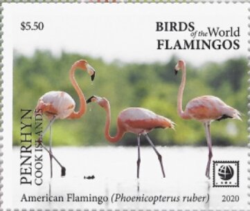 American Flamingo (Phoenicopterus ruber)