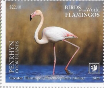 Greater Flamingo (Phoenicopterus roseus)