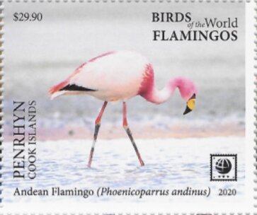 Andean Flamingo (Phoenicoparrus andinus)