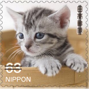 Kitten