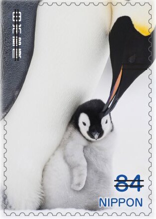 Adult and Young Penguin