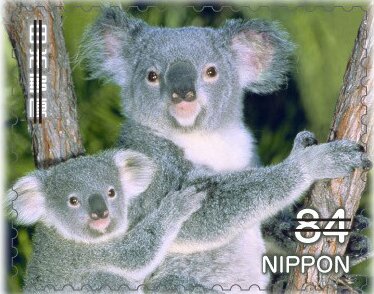 Adult and Young Koala