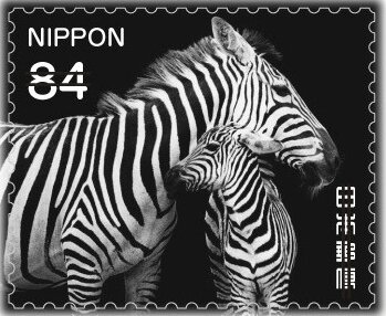 Adult and Young Zebra