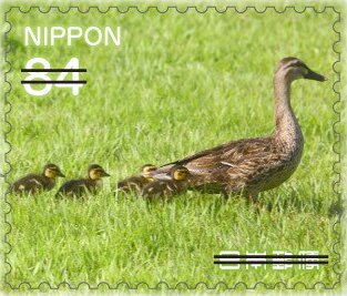 Adult and Young Ducks