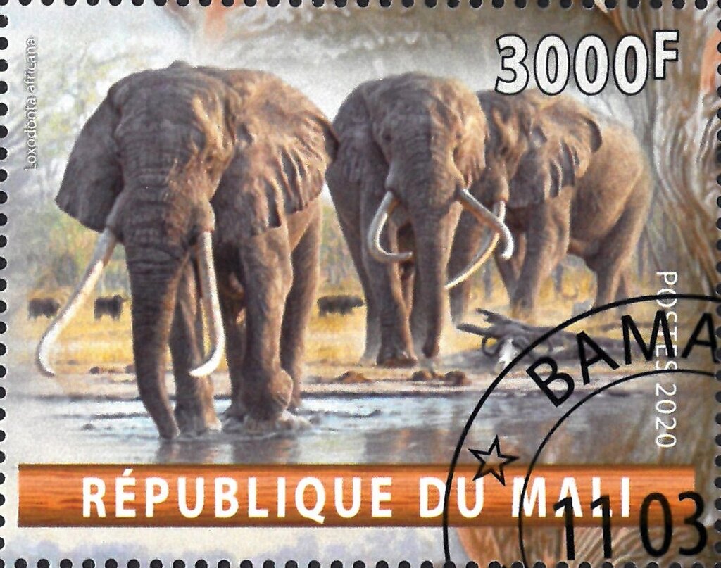 Loxodonta Africana