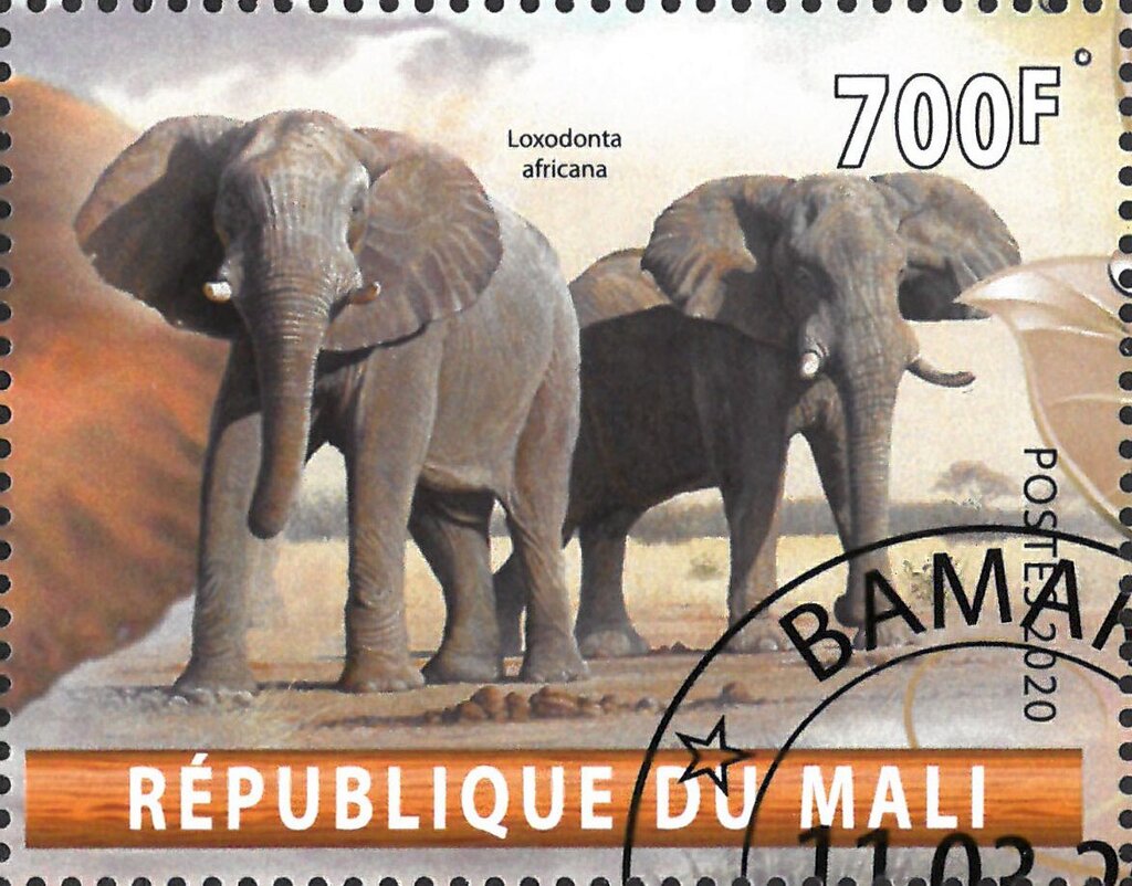 Loxodonta Africana