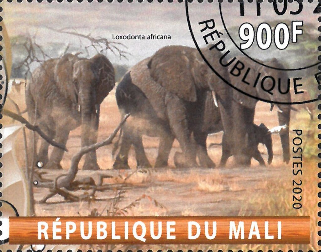 Loxodonta Africana