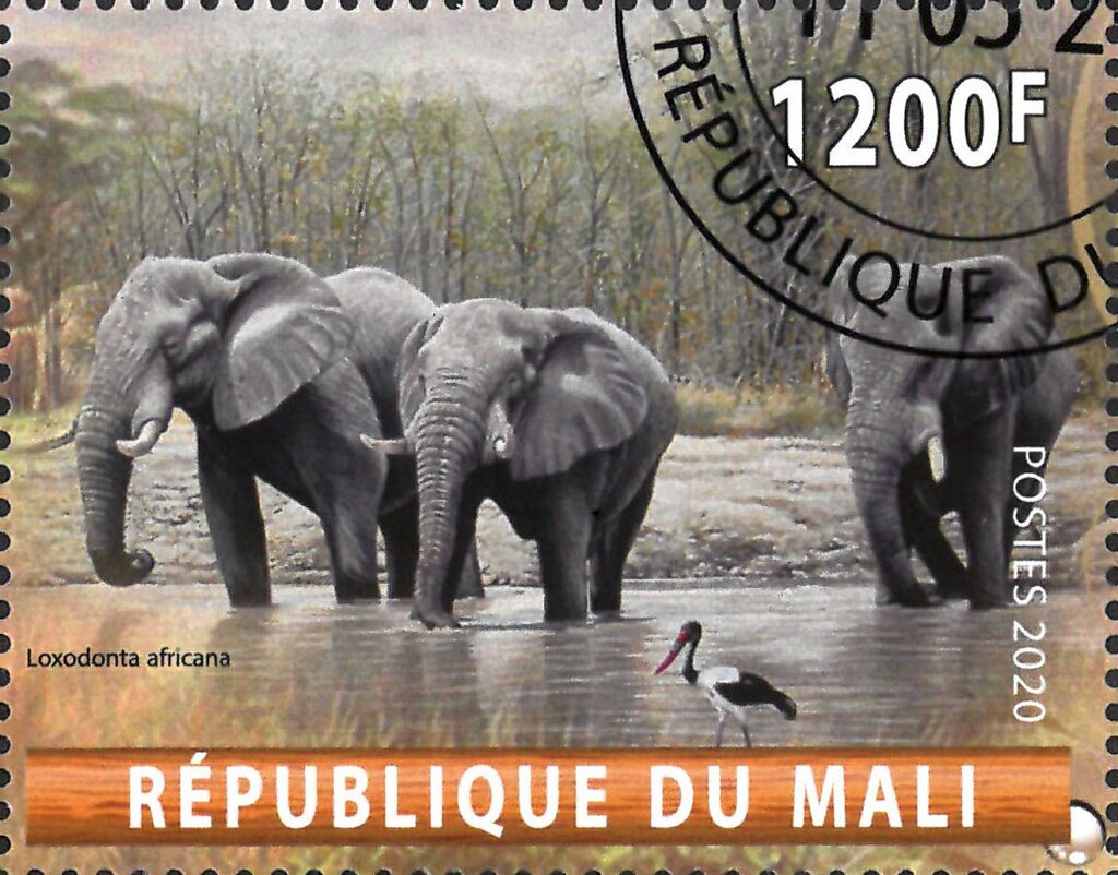 Loxodonta Africana
