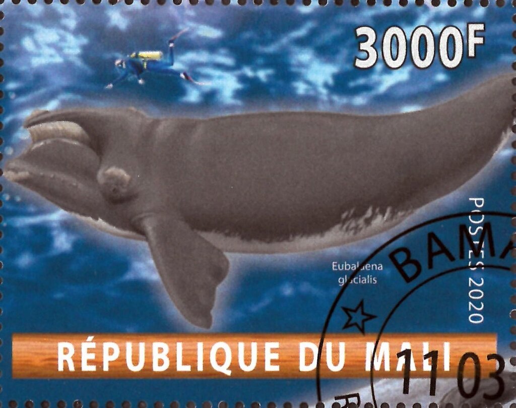 Eubaluena glacialis