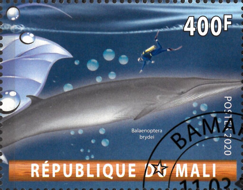 Balaenoptera brydei