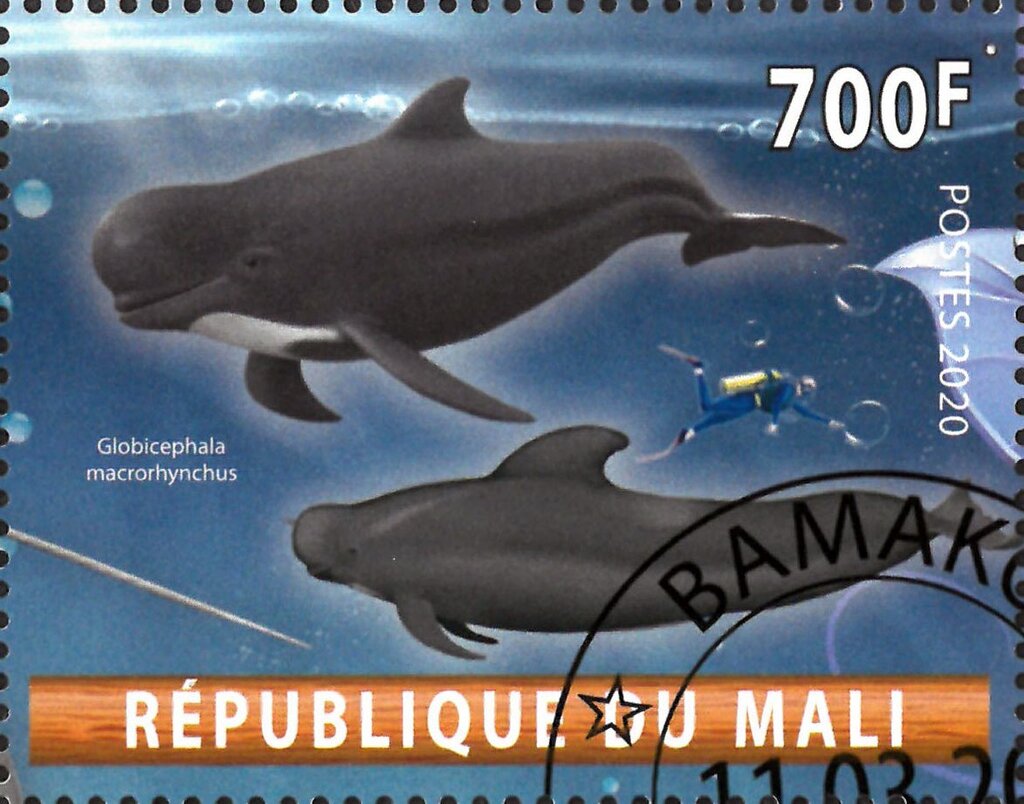 Globicephala macrorhynchus