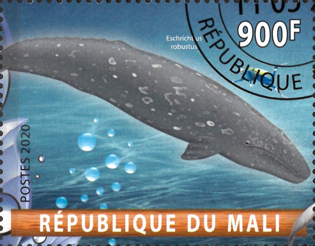 Eschritius robustus