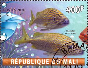 Stamp, Haemulon carbonarium, Cinderellas,  , Animals (Fauna), Fishes