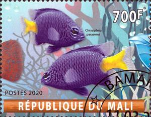 Stamp, Chrysiptera parasema, Cinderellas,  , Animals (Fauna), Fishes