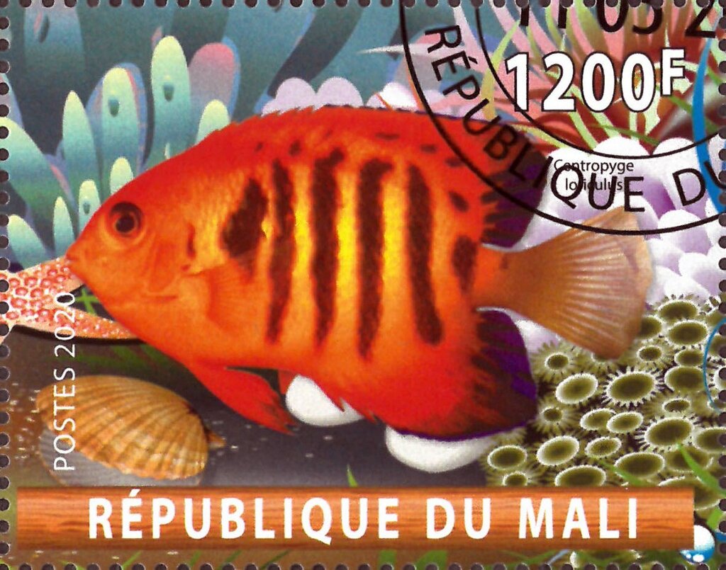 Centropyge lolidulus