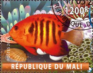 Stamp, Centropyge lolidulus, Cinderellas,  , Animals (Fauna), Fishes
