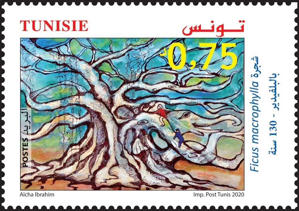 Ficus macrophylla Tree at Belvédère Park, Tunis