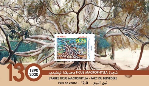 Ficus macrophylla Tree at Belvédère Park, Tunis