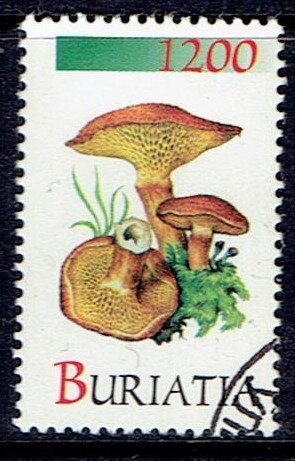 Mushrooms