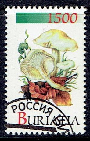 Mushrooms