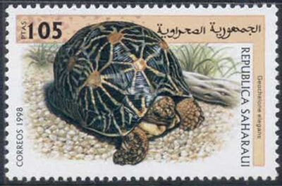 Turtle